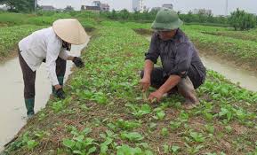 Diện tích cây rau màu vụ hè thu ở Kinh Môn tăng 28% so với kế hoạch